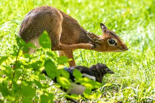 W Orientarium Zoo Łódź urodził się dikdik