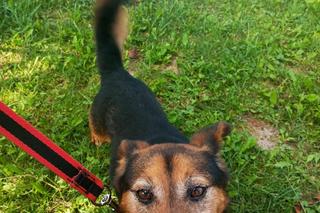 Pet Patrol Rybnik pojechał do Żor. Czym zawiniły te dwie niewinne istoty?