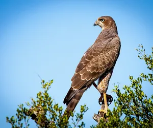 W tym roku nie będzie sokolników w radomskich parkach
