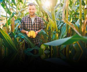 Ochrona kukurydzy przed chwastami