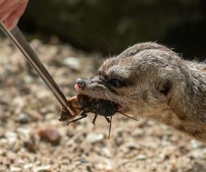 Alternatywne walentynki w łódzkim zoo. Nakarm surykatki swoim eks!