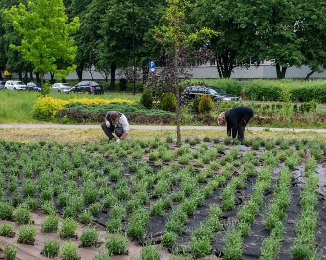 Lawendowe pole w Parku Żeromskiego. To zwycięski projekt z łódzkiego Budżetu Obywatelskiego