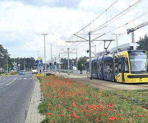 Kwietne łąki w Toruniu. MZK chwali się estetycznymi i ekologicznymi walorami