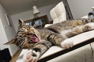 Kot prezydenta Szczecina 