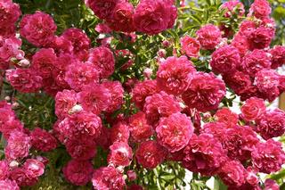 Sposób na piękne róże w ogrodzie! Wideo #MuratorOgroduje!