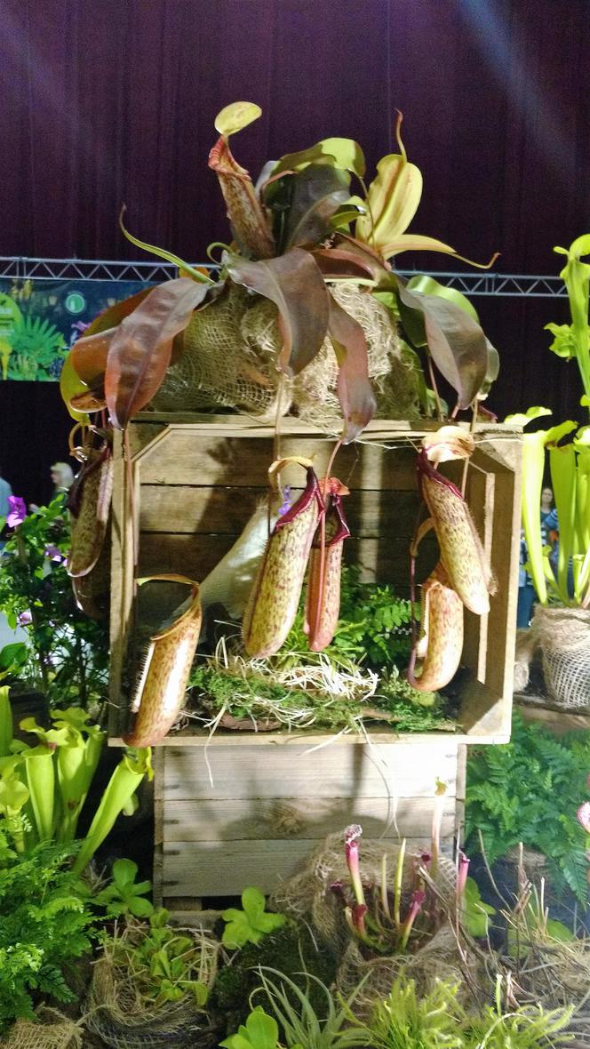 Krwiożercze rośliny opanowały katowicki Spodek! Trwa Festiwal Roślin Owadożernych [ZDJĘCIA, AUDIO]