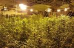 Gigantyczna plantacja marihuany