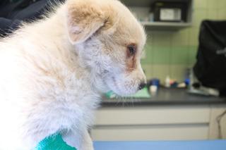 Mały Kazik szuka nowego domu