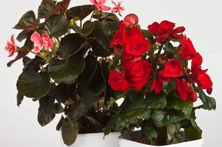 Begonia zimowa