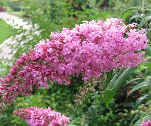 Budleja Dawida (Buddleja davidii) 