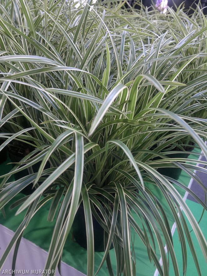 Turzyca japońska ‘Ice Dance’ = turzyca Morrowa ‘Ice Dance’ - Carex morrowi ‘Ice Dance’