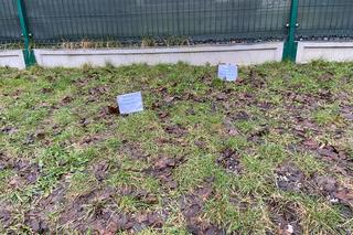 „Bałuckie stolczyki”, czyli wystawa psich kup. Autorka chce zwrócić uwagę na ważny problem [ZDJĘCIA]