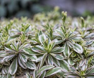 Gęsiówka kaukaska 'Variegata'