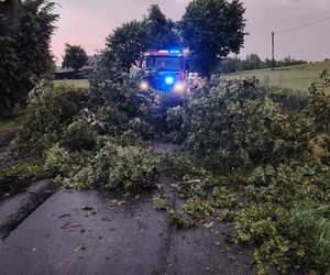 Strażacy usuwali skutki wczorajszej burzy. Najwięcej to powalone drzewa 