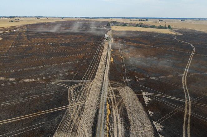 Olbrzymi pożar pszenicy w Lubuskiem. Spłonęło 150 hektarów uprawy