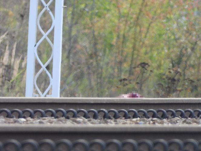 Śmiertelne potrącenie pod Radomiem. Wstrzymany ruch kolejowy i duże opóźnienia pociągów