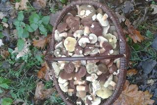 Są już grzyby w woj. lubelskim! Mieszkańcy chwalą się zbiorami