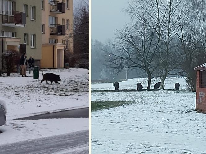 Dziki honorowymi ambasadorami Szczecina?