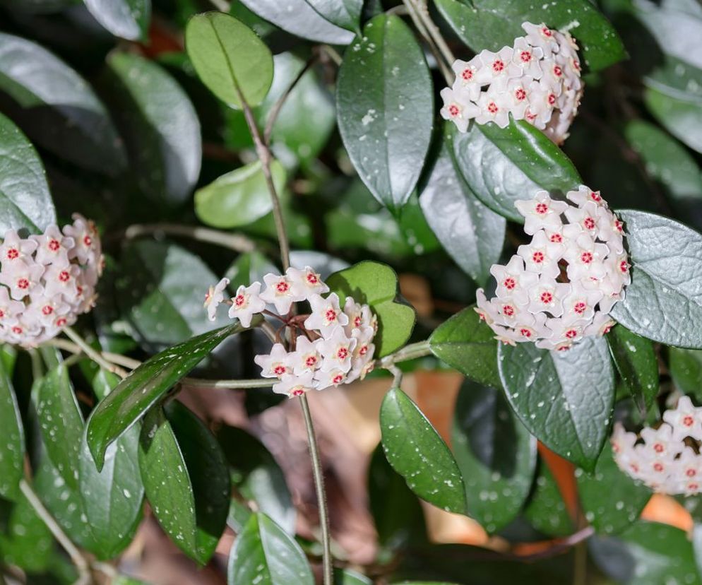 Hoja różowa