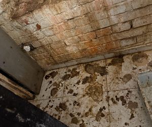 Tragedia kilkudziesięciu kotów w Wielkopolsce
