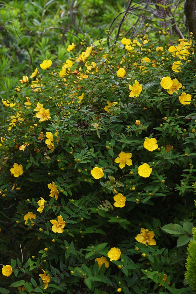 Dziurawiec 'Hidcote'