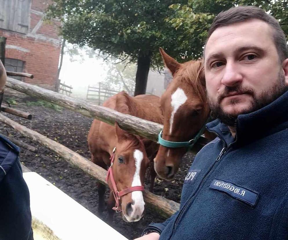policja konie lubawa