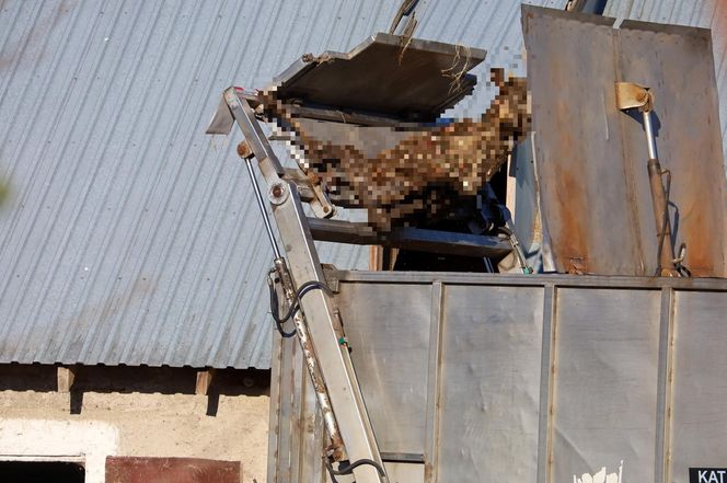 Potworny los zwierząt w Idzbarku. "To była umieralnia". Gospodarz usłyszał zarzuty!