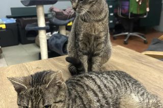 ​Stowarzyszenie Boszkowskie Koty i Psy zawiesza działalność. Działa w Lesznie i okolicy