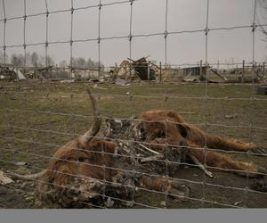  Wojska Putina specjalnie zbombardowały zoo! Zginęły setki zwierząt