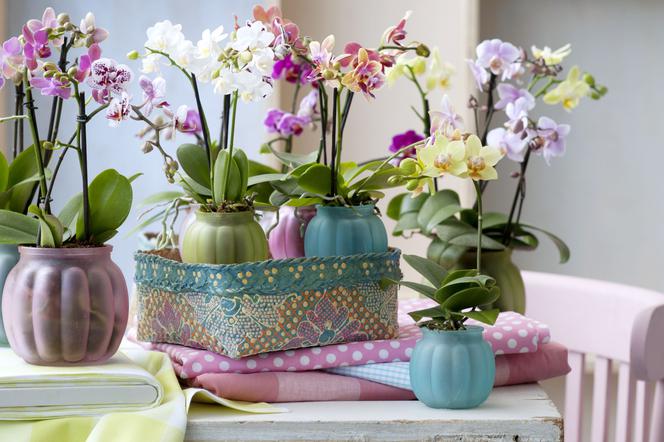 Storczyk Phalaenopsis - jak dbać?  W jakim miejscu powinien stać storczyk?