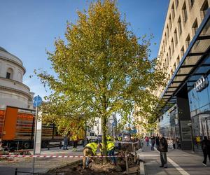 Warszawa zazielenia betonowy plac. Drzewami z Niemiec. Po 14 tys. zł za sztukę 