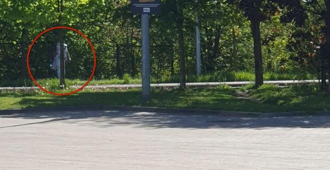 Ukradła i schowała się przed policją za drzewem