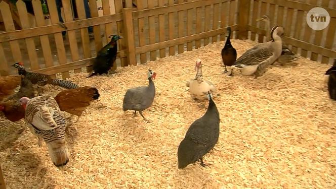 MasterChef 4, odc 4.