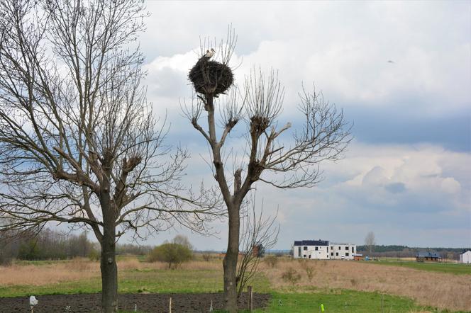 Wiosenne porządki w świętokrzyskich gniazdach bocianów