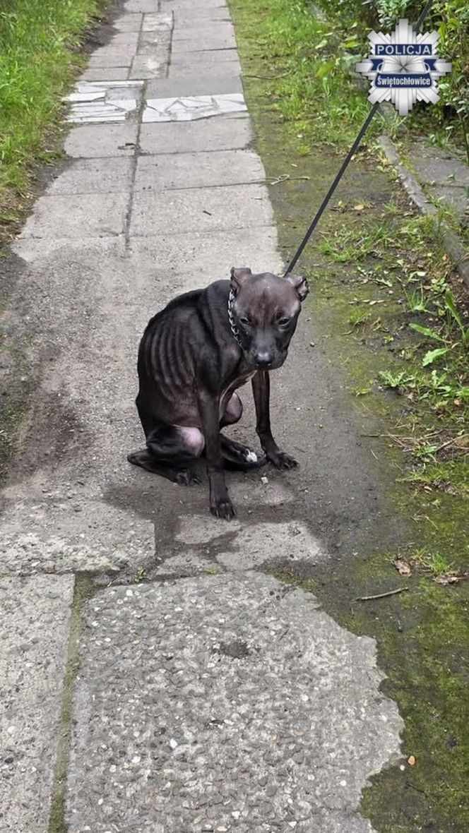 Pies przywiązany do płotu konał przez kilka dni. Została tylko skóra i kości