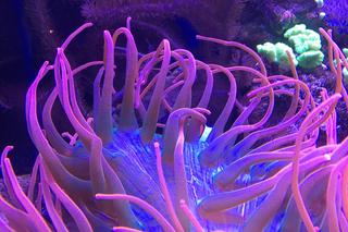 Tę atrakcję w bydgoskim zoo w Myślęcinku łatwo przegapić