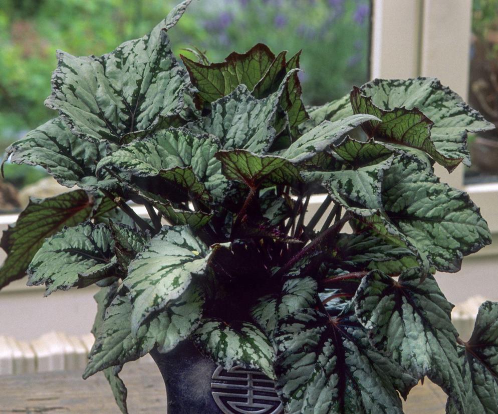 Begonia królewska