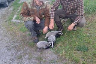 Ich mama została rozjechana przez samochód. Trójka maluszków błąkała się po okolicy