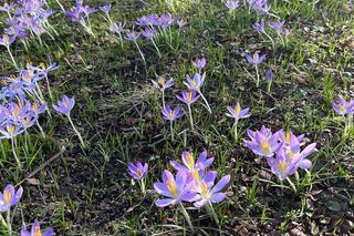 Pierwsze oznaki wiosny we Wrocławiu. Ogród Botaniczny pełen przebiśniegów i krokusów