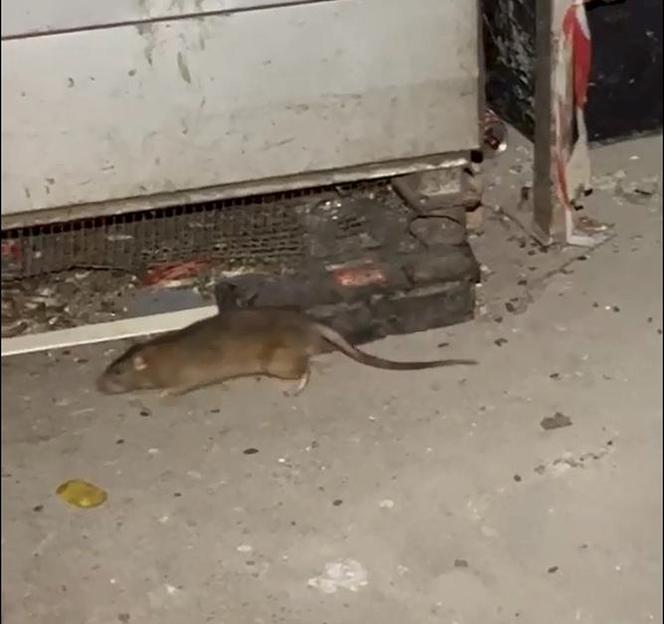 Plaga szczurów we Wrocławiu