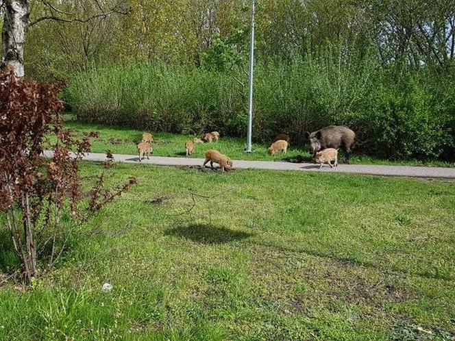 Dziki na toruńskim Rubinkowie. Beztrosko biegały po okolicy