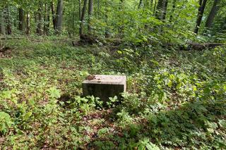 Tak wygląda opuszczony cmentarz w Łagowie, w woj. lubuskim