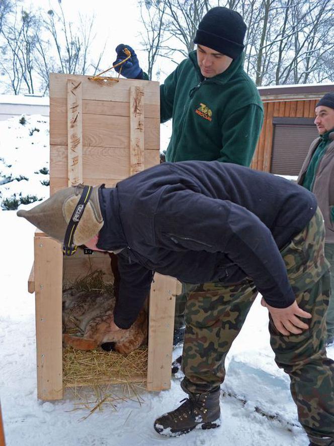 Nowe zwierzęta we wrocławskim zoo