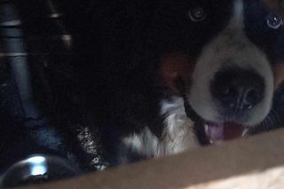 Pies berneńczyk przetrzymywany był w koszmarnych warunkach