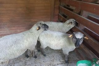 Mini ZOO w Lesznie ma nowych mieszkańców. To owce, konie i osioł