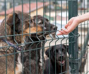 Policja oskarża DIOZ o kradzież zwierząt. Zamiast wsparcia, są zarzuty