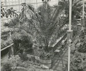 Palmiarnia Zielonogórska kilkadziesiąt lat temu