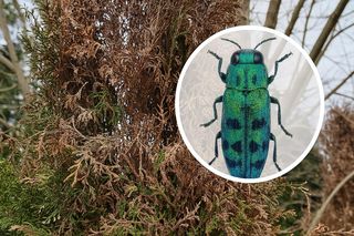 Dumek jałowcowy żeruje na tujach