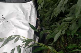 Burza w Łodzi wyrywa drzewa z korzeniami