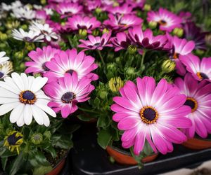 Osteospermum - Osteospermum ecklonis